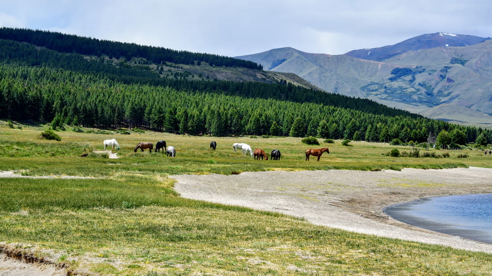 horses on green grass field near green trees and mountains during daytime