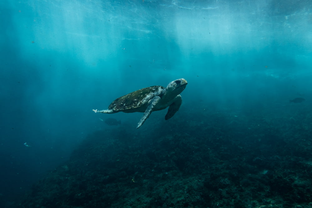 Braune und schwarze Schildkröte schwimmen auf blauem Wasser