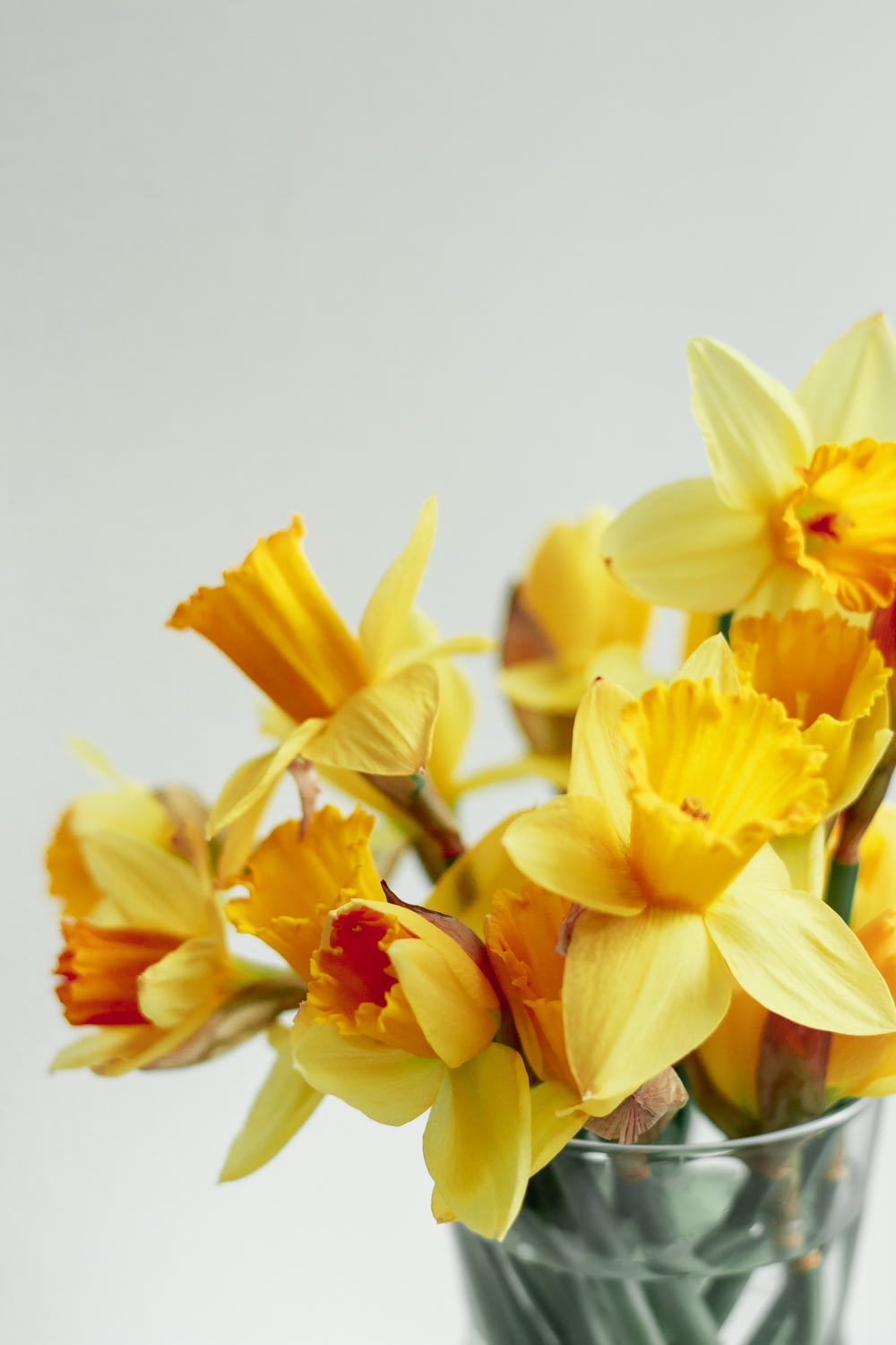 Jonquilles jaunes en fleurs photo en gros plan