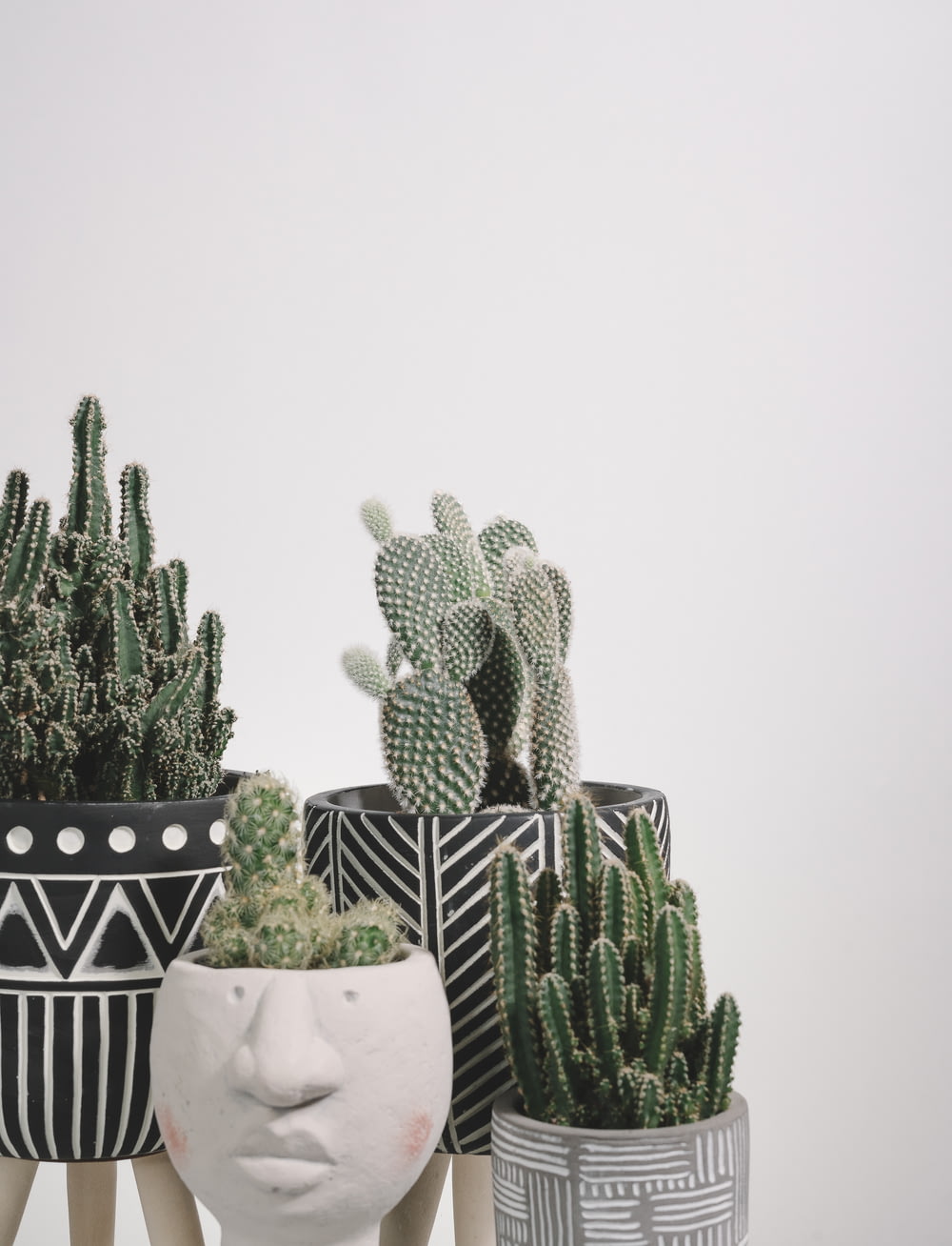 plantas de cactus verdes sobre mesa a cuadros blancos y negros