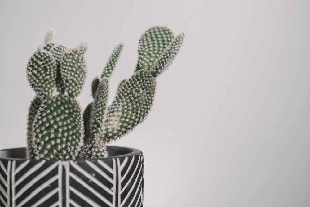 green cactus plant in white and black ceramic pot