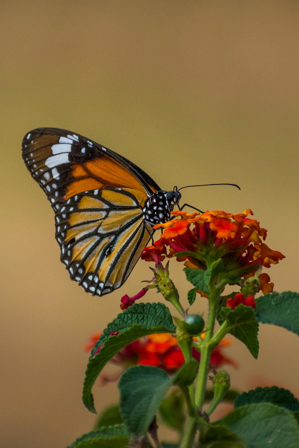 monarch butterfly perched on red flower in close up photography during daytime