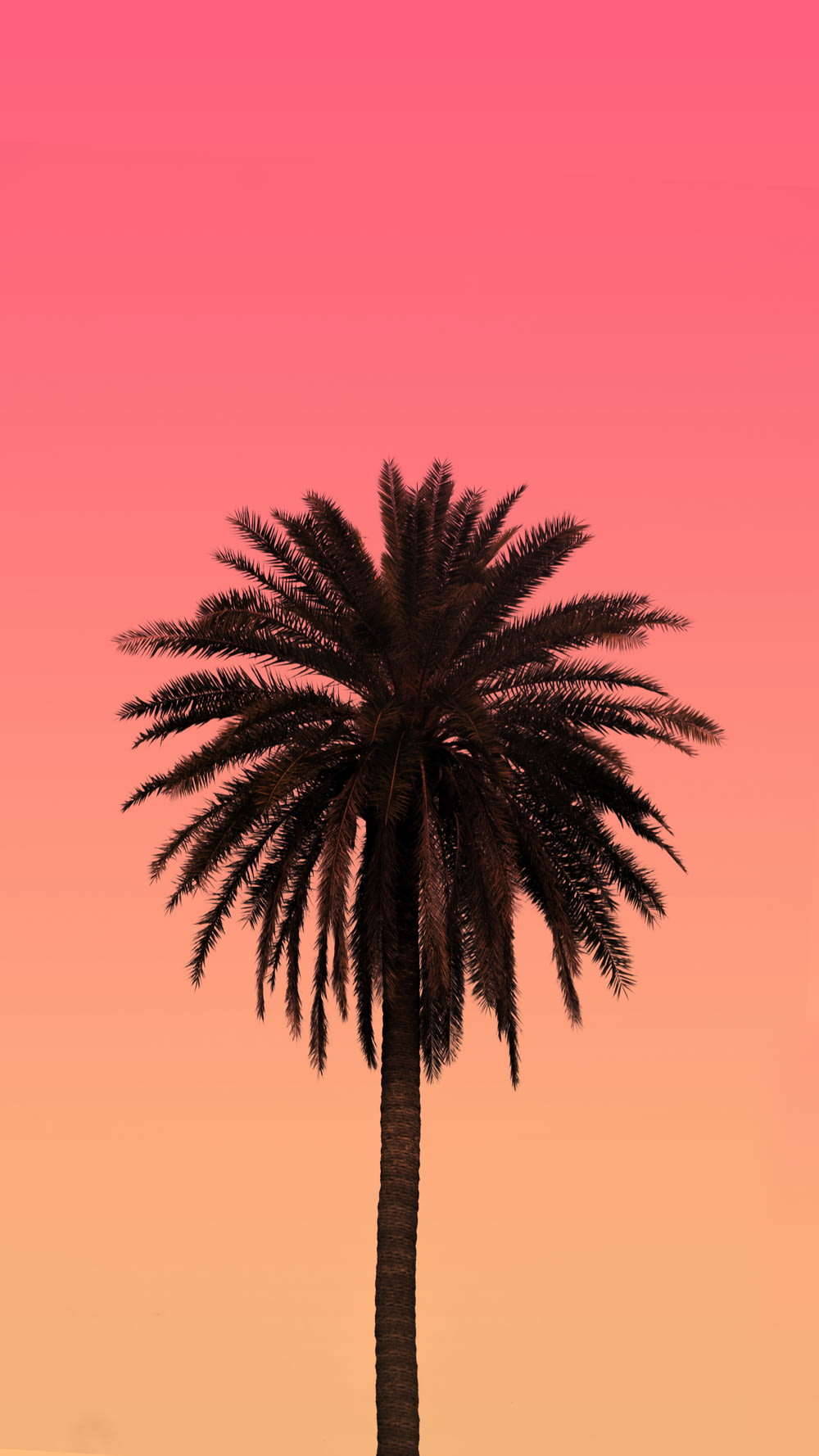 green palm tree under orange sky