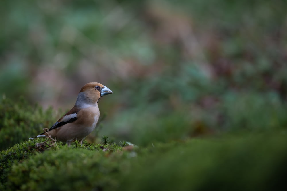 brown and white bird on green grass