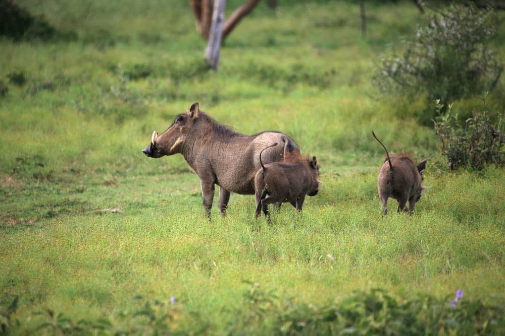 rhinocéros brun sur un champ d’herbe verte pendant la journée