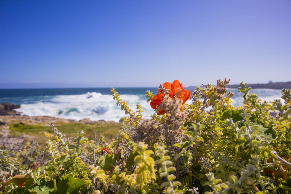red flowers with green leaves near sea during daytime