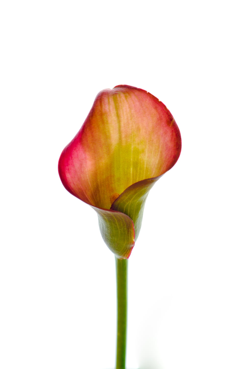red tulip in close up photography