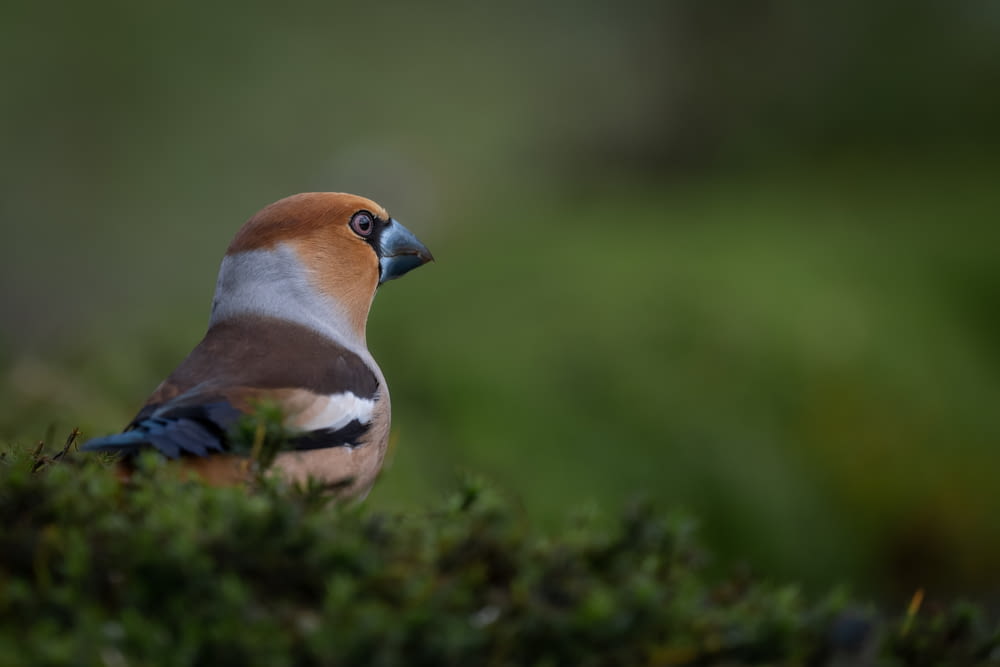 blue and brown bird on green grass