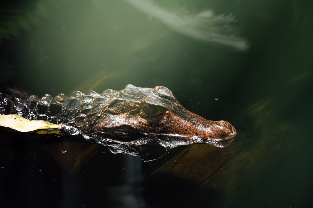 brown crocodile on body of water