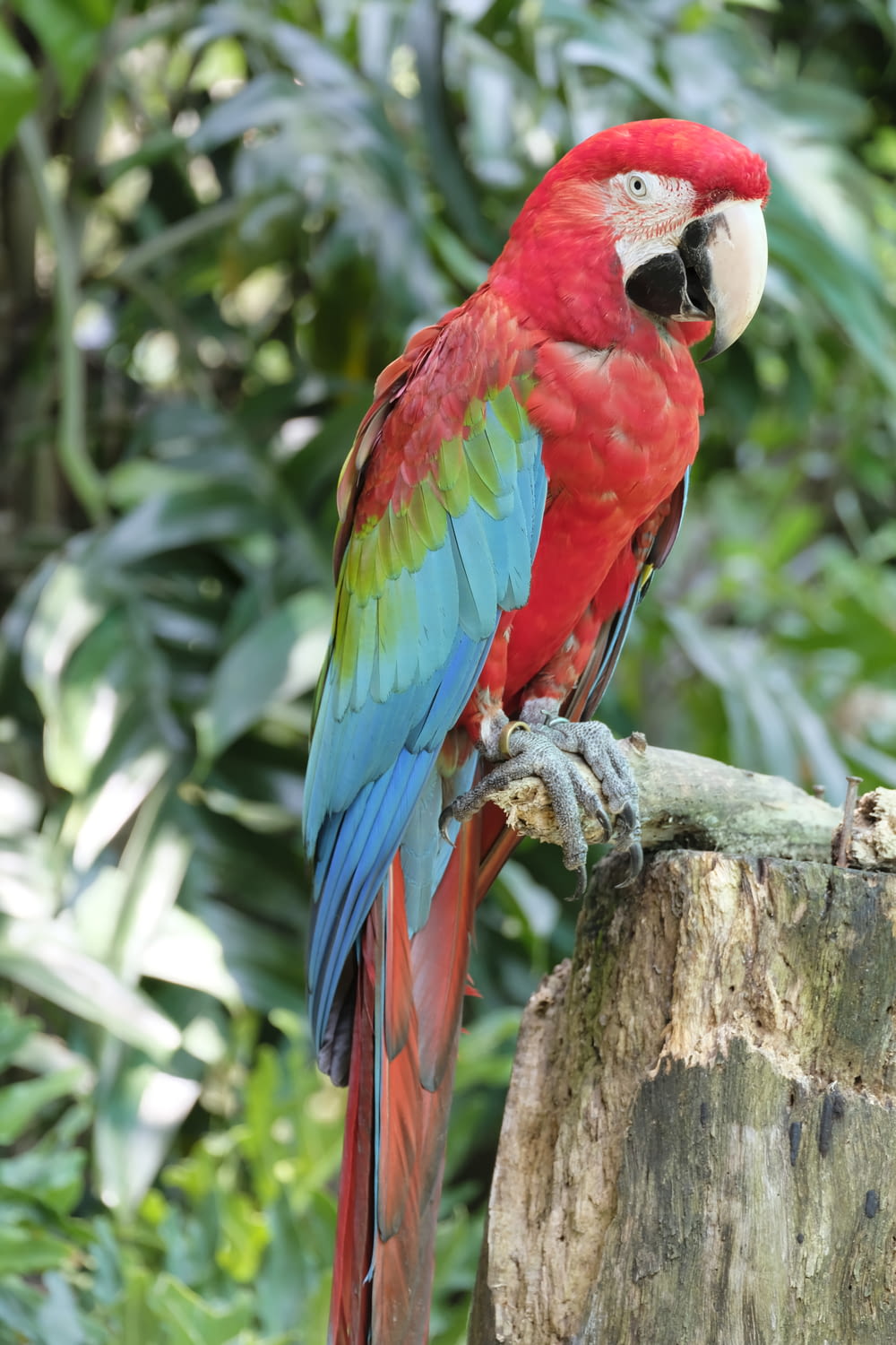 red blue and green parrot on brown tree branch