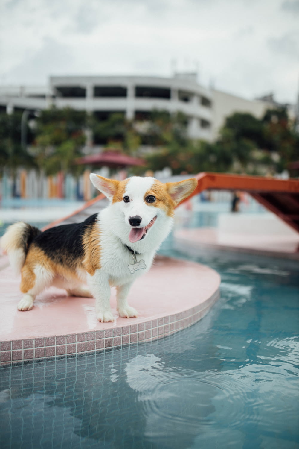tricolor beagle on pink concrete bench