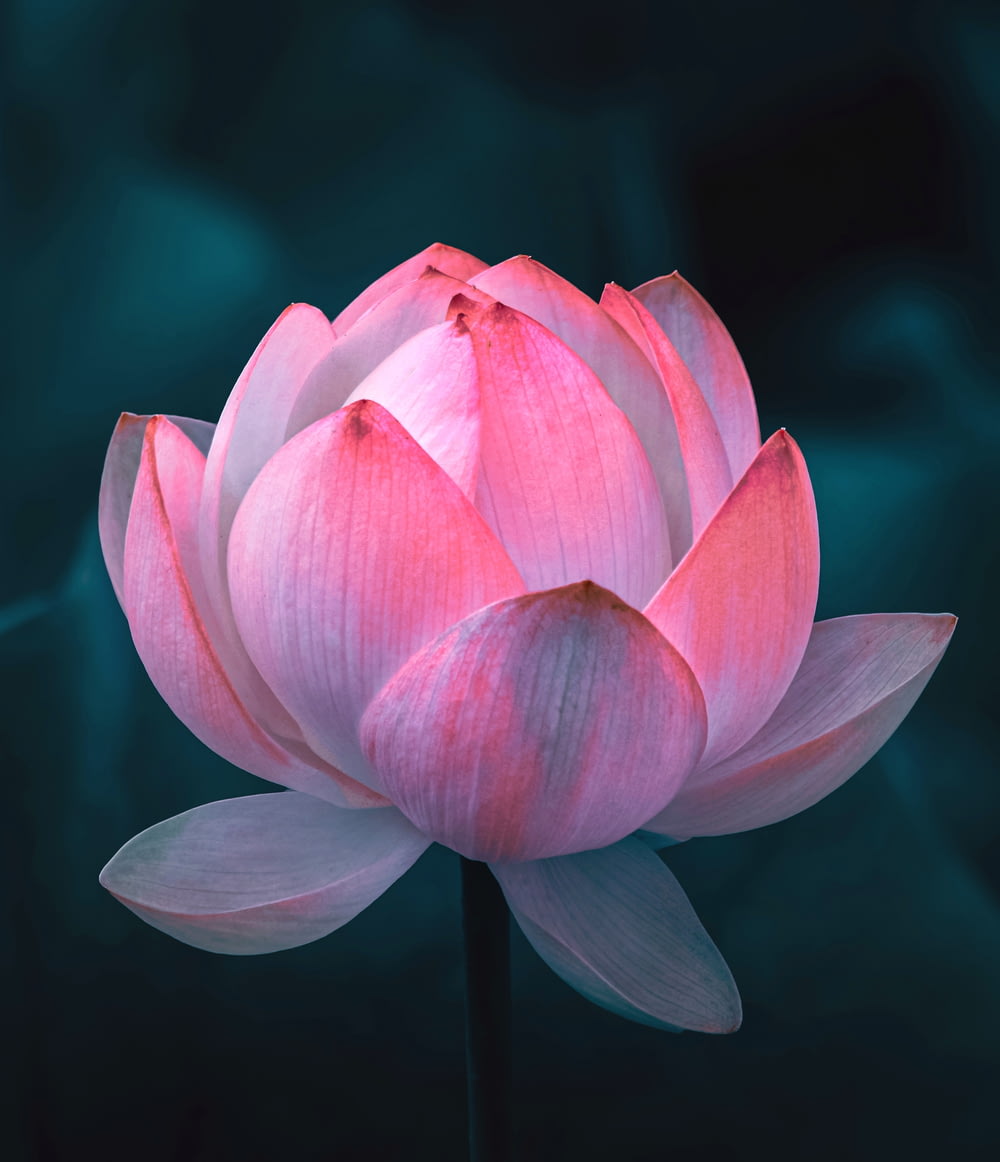 pink lotus flower in bloom