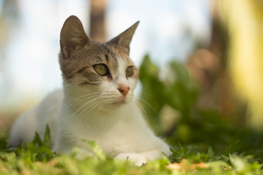 white and brown cat on green grass during daytime
