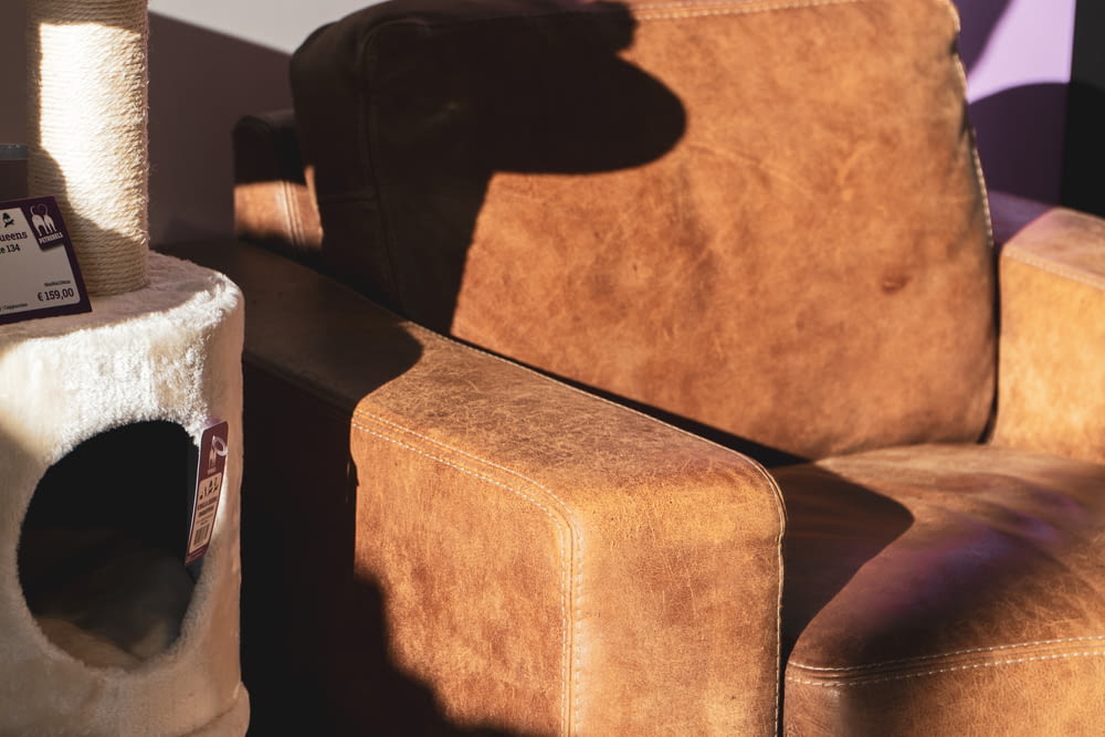 white can on brown leather armchair