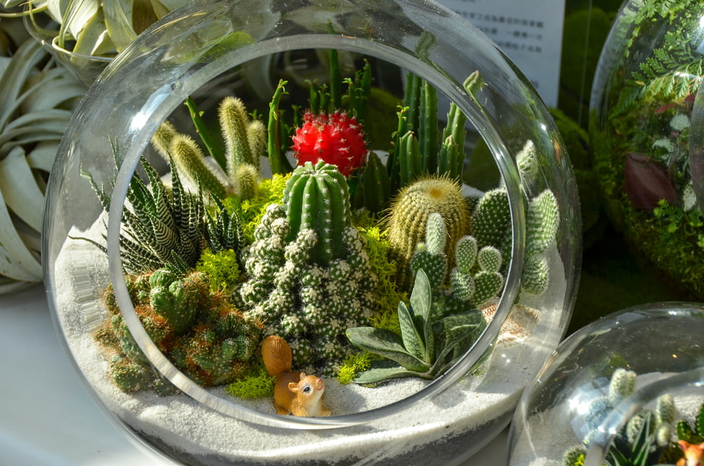 green cactus plant on clear glass bowl