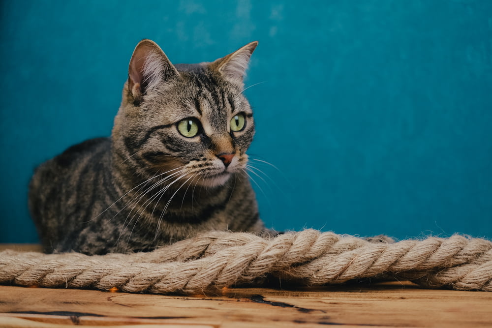 brown tabby cat on brown wooden surface