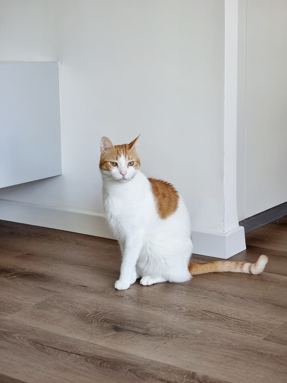 white and orange cat sitting on floor