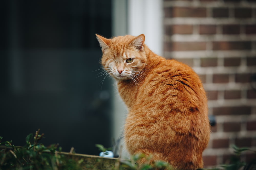 orange tabby cat on green plant