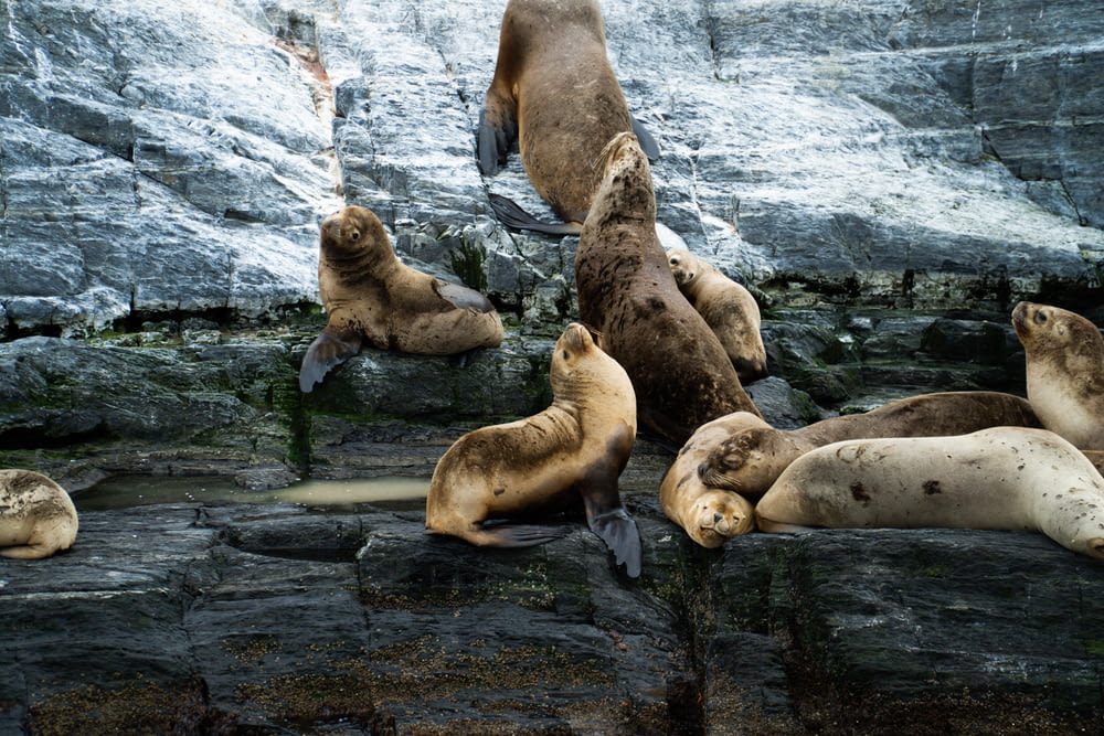 group of sea lions on rock formation