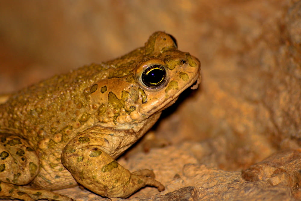 brown frog on brown rock