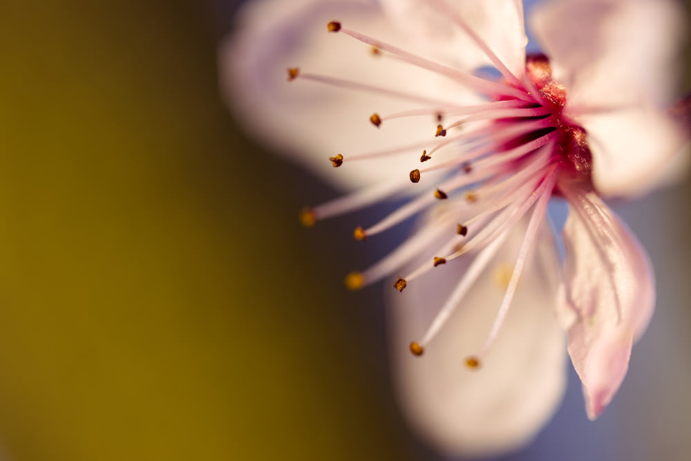 white and pink flower in macro lens photography