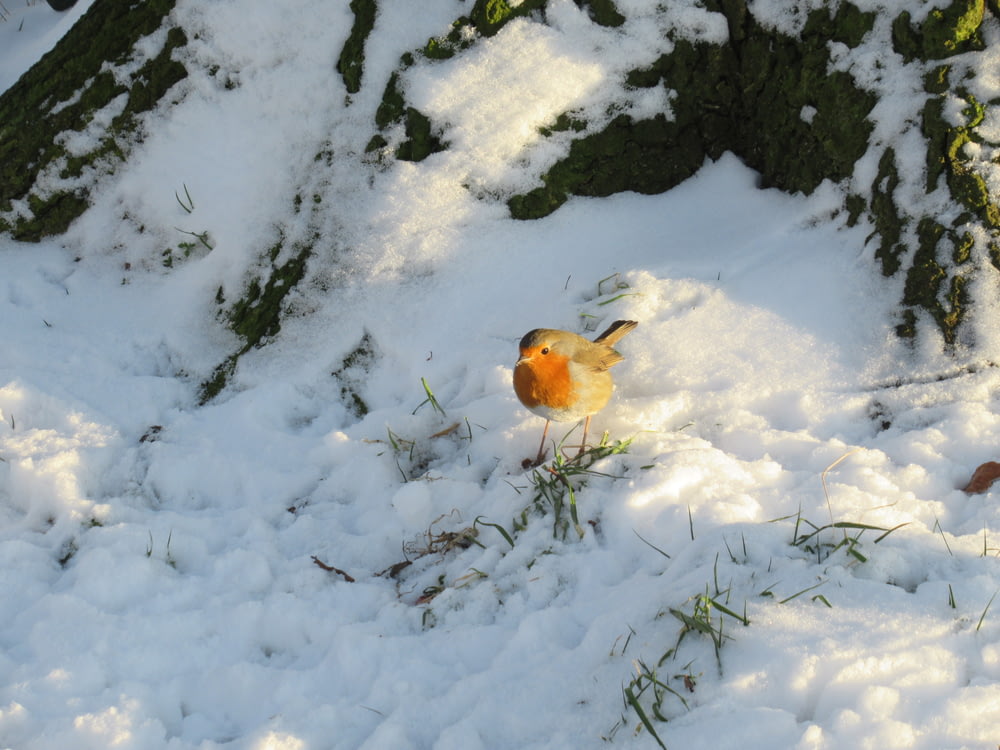 brown bird on snow covered ground during daytime