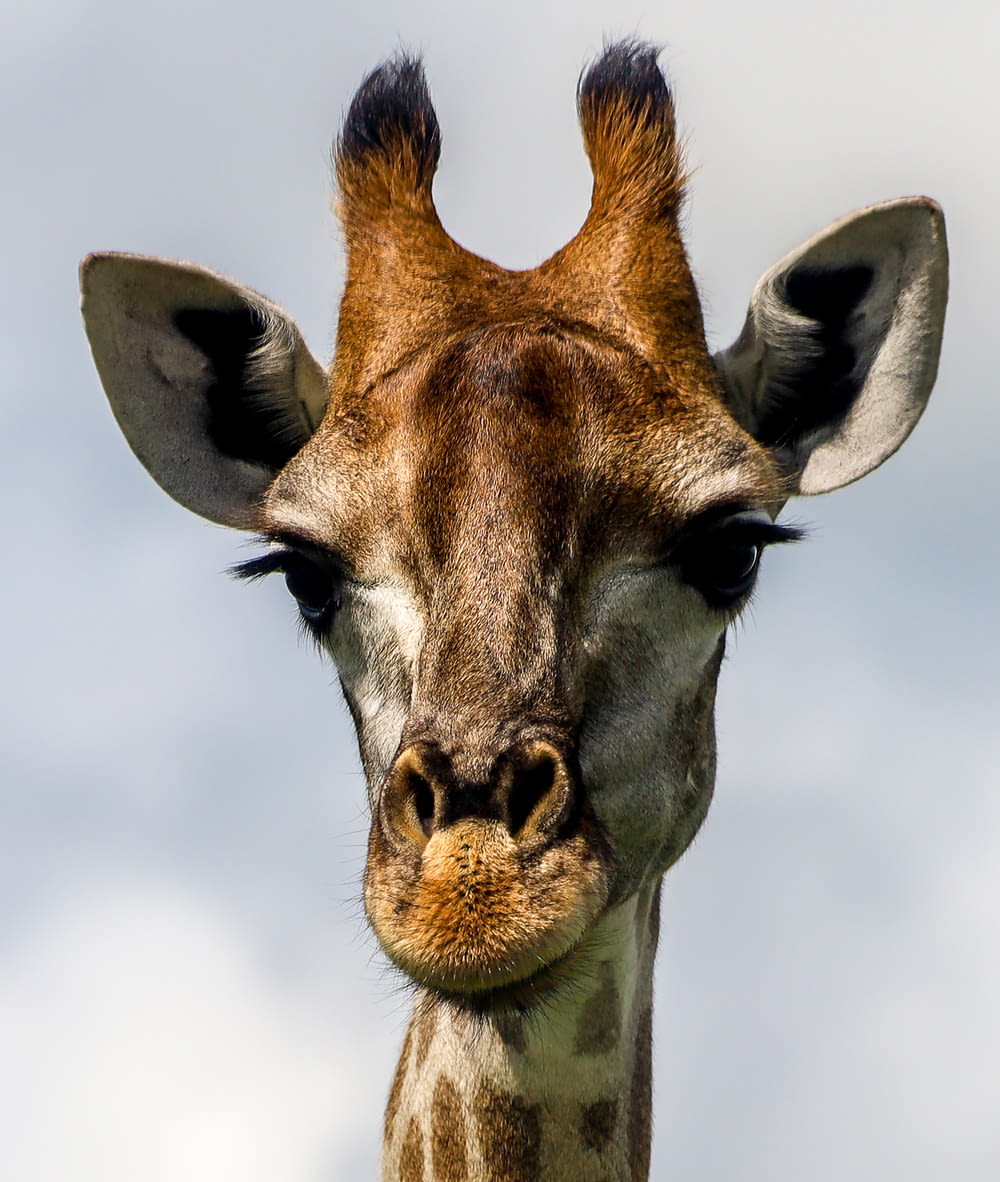 brown and white giraffe head