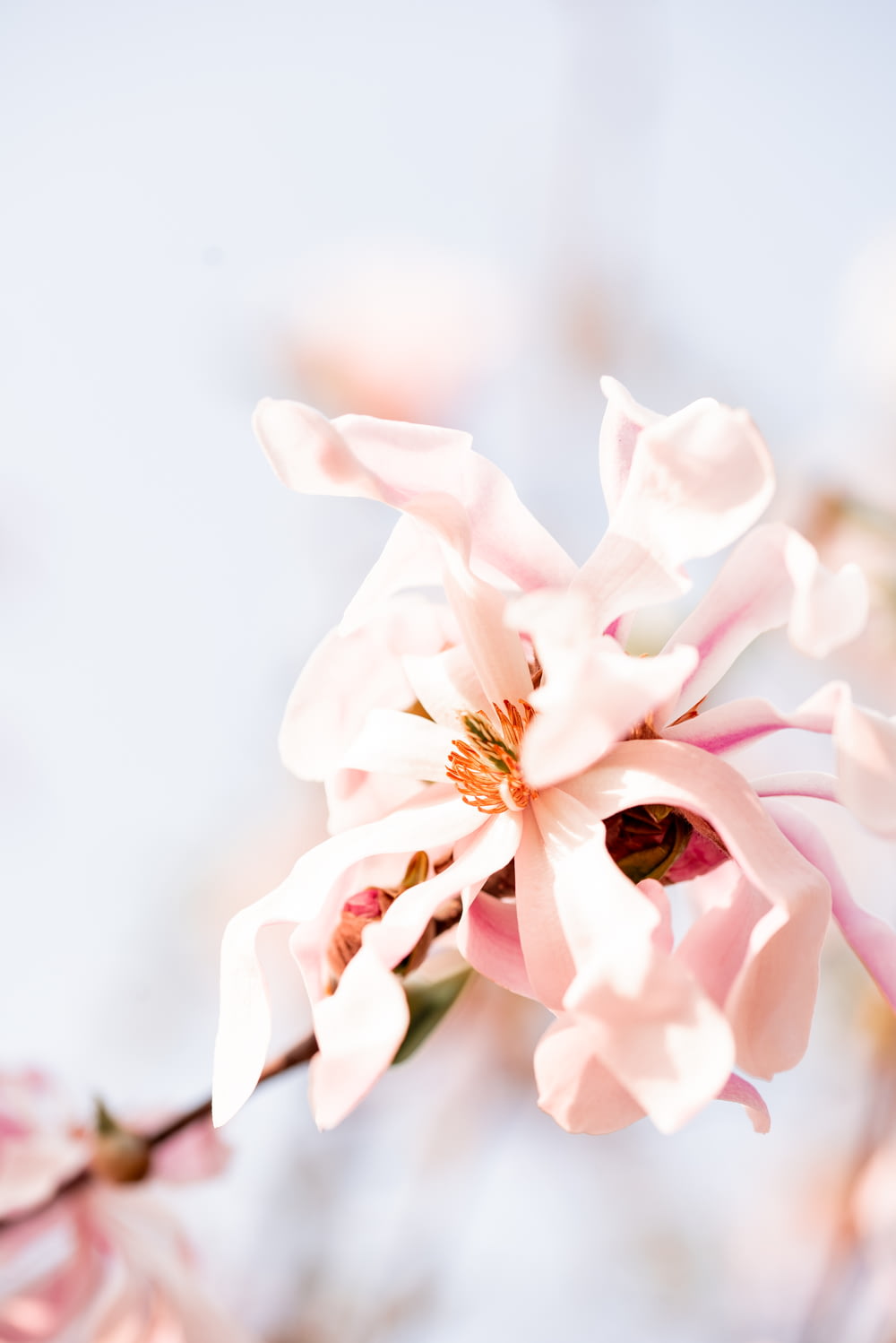 white and pink flower in close up photography