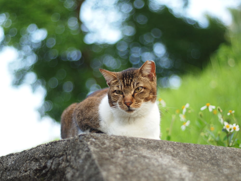 brown and white cat on gray concrete surface during daytime