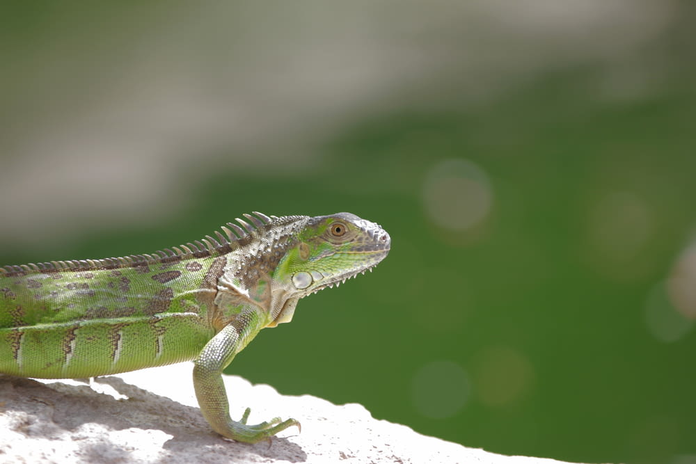 green and brown iguana on white rock