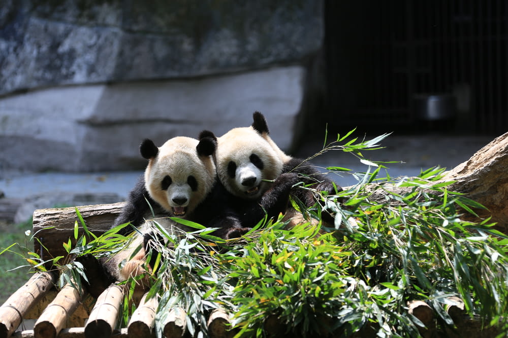 urso do panda na planta verde