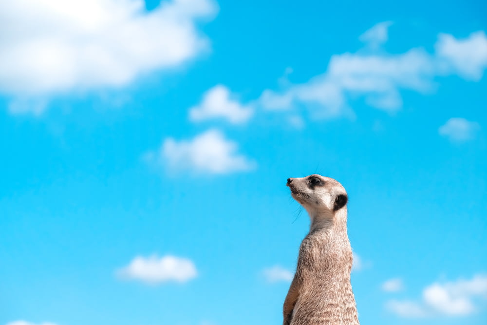 brown and white meerkat under blue sky during daytime