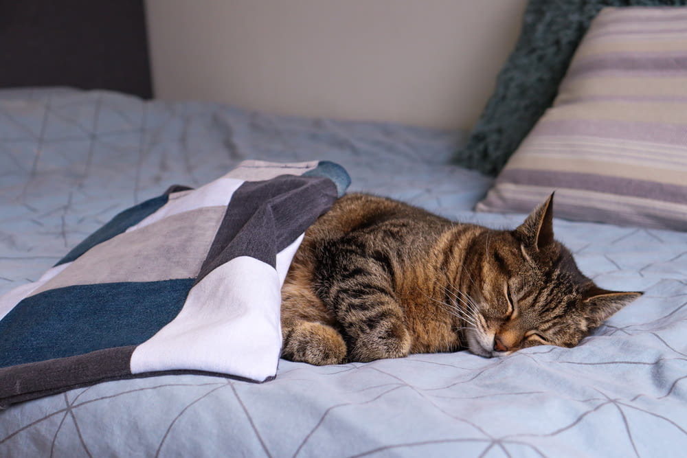 brown tabby cat lying on blue and white textile