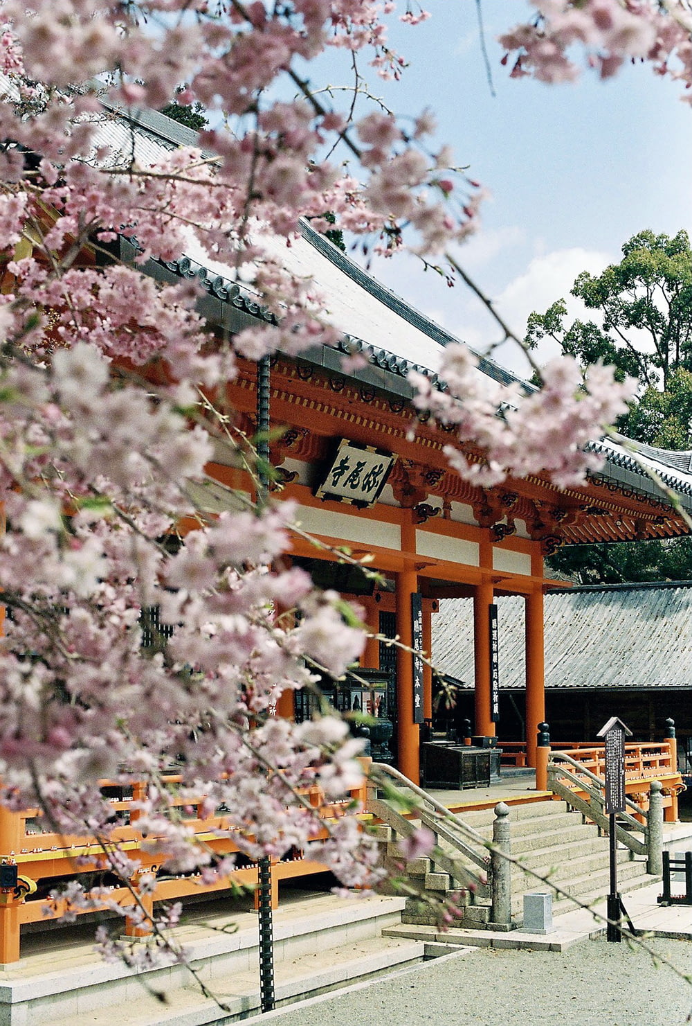 pink cherry blossom tree near brown wooden building during daytime