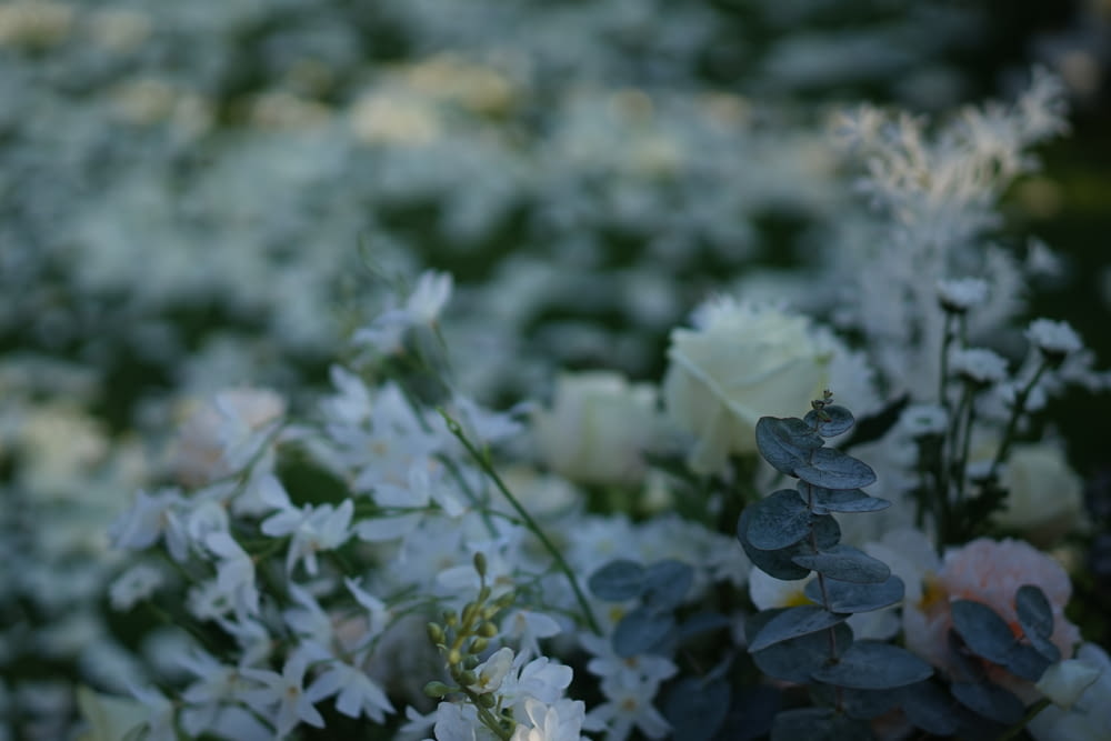 white flower on green grass during daytime