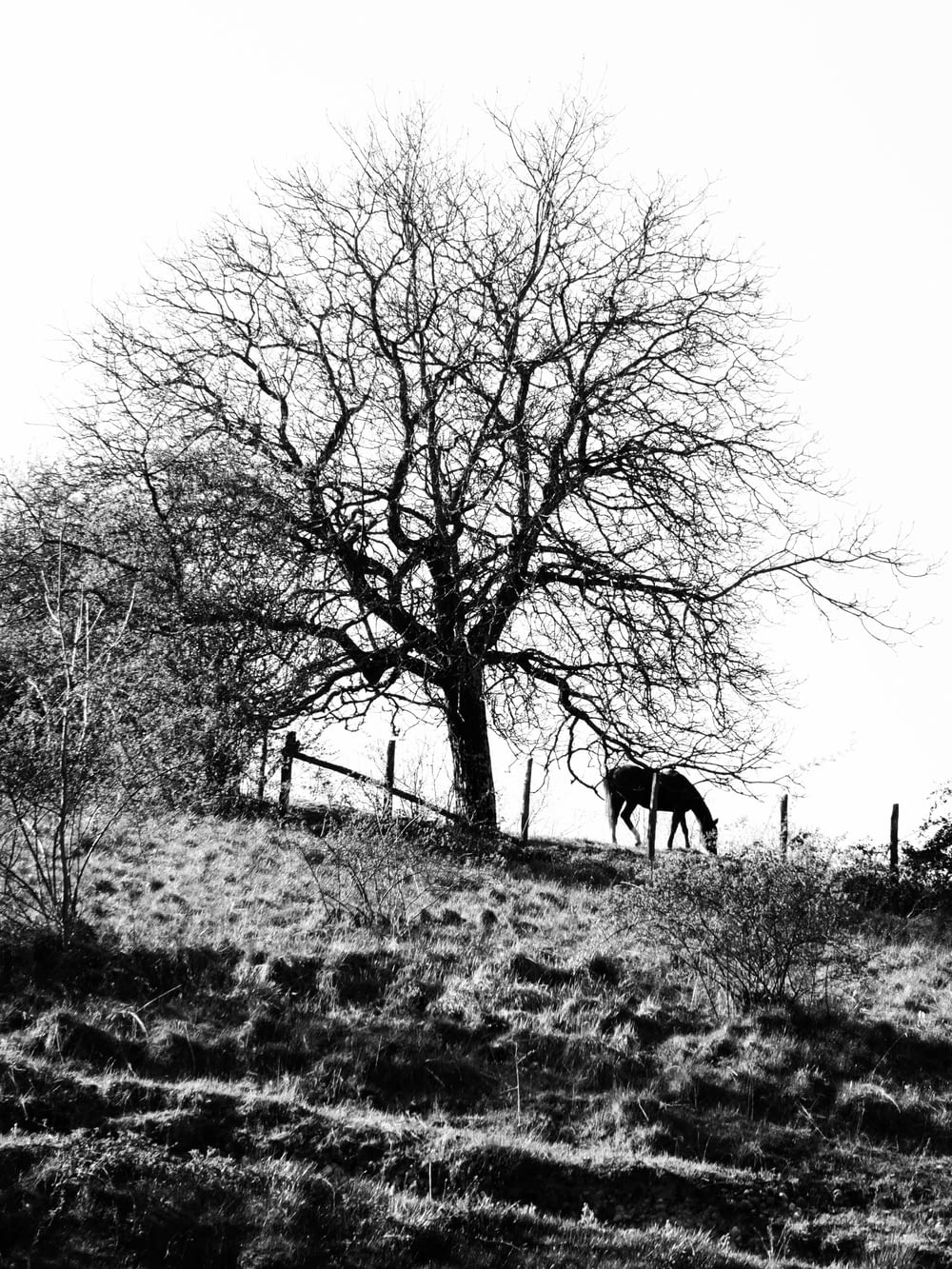 grayscale photo of horse in the forest