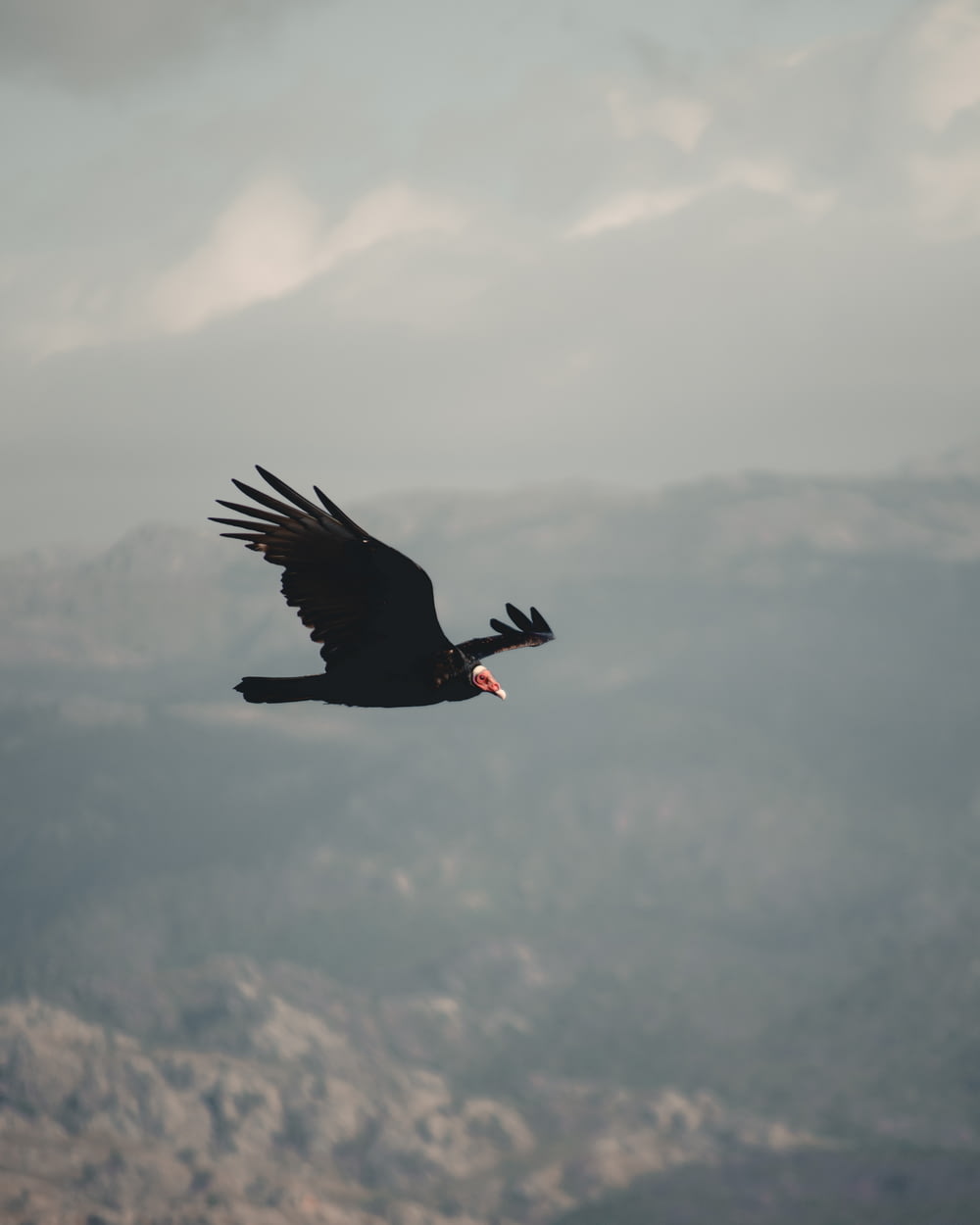 Oiseau noir volant au-dessus des nuages