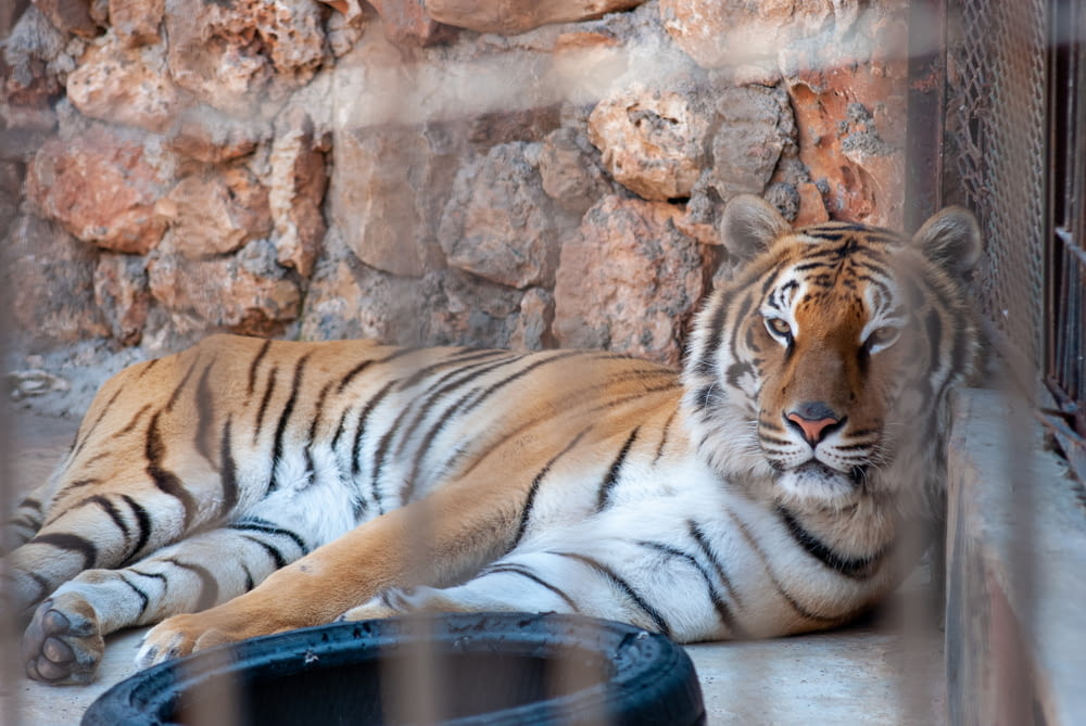 tiger lying on rock formation during daytime