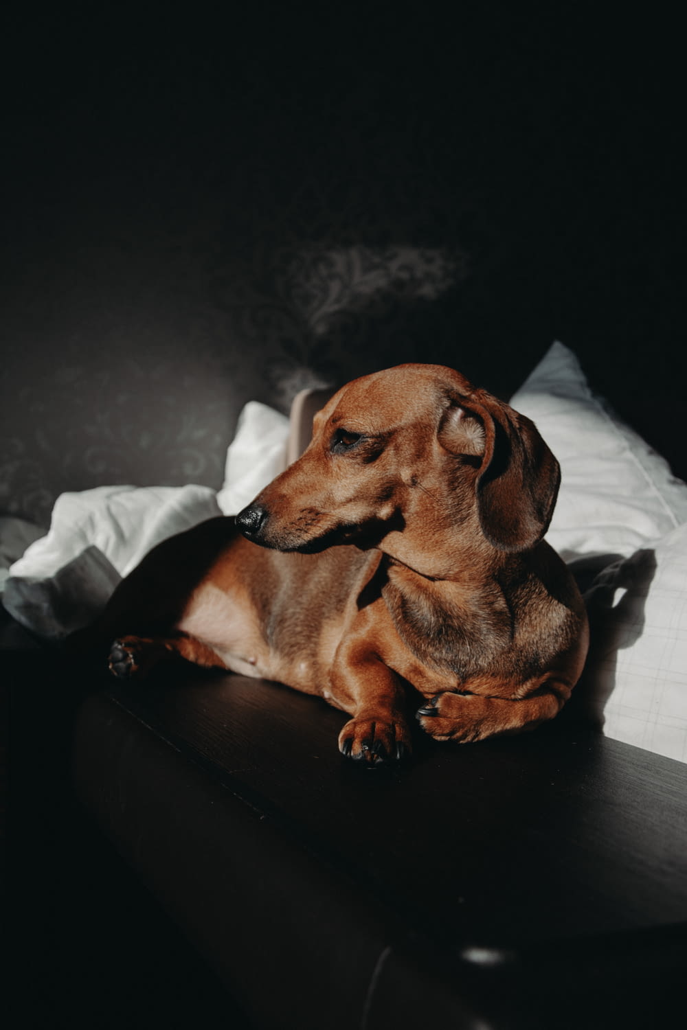 brown dachshund on black leather couch