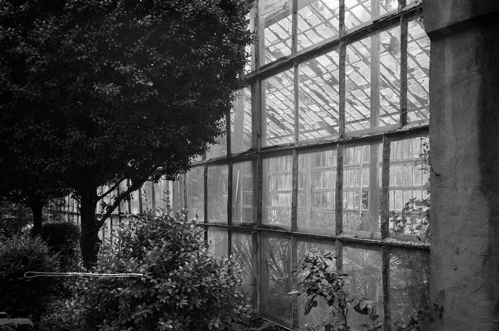 grayscale photo of trees in greenhouse