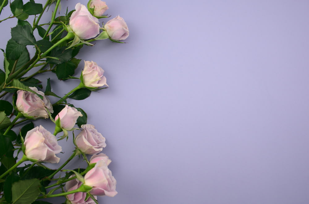 rosas rosas e brancas na superfície branca