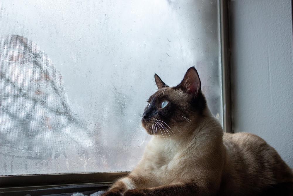 gatto marrone e nero che guarda fuori dalla finestra