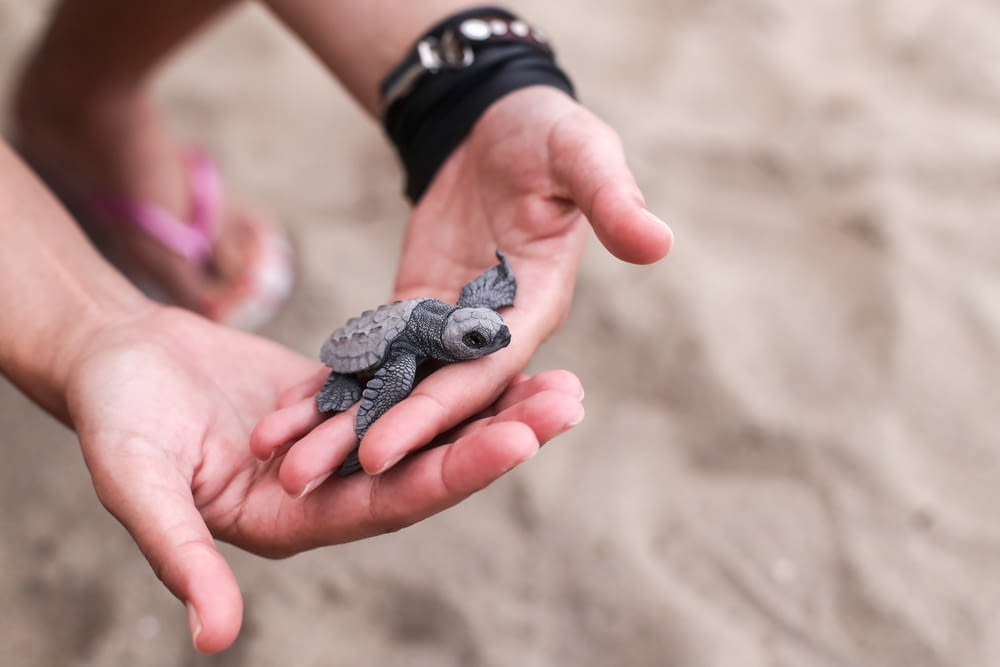 person holding black and gray turtle figurine