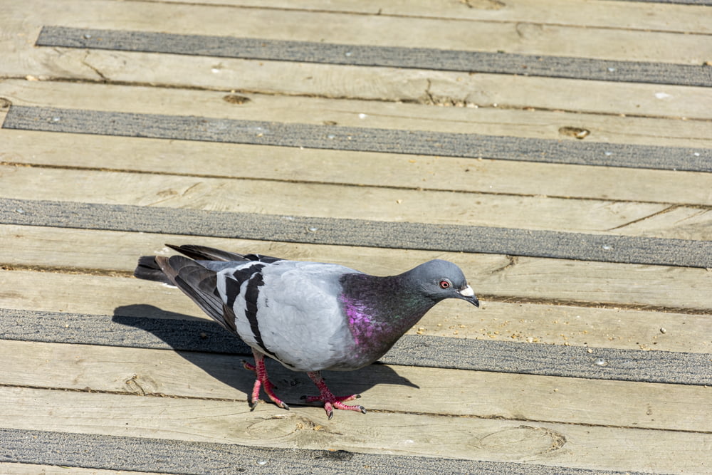 gray and white pigeon on brown concrete floor