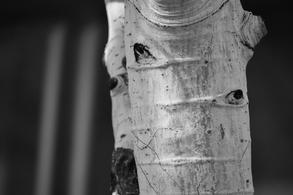 Foto en escala de grises de un tronco de madera