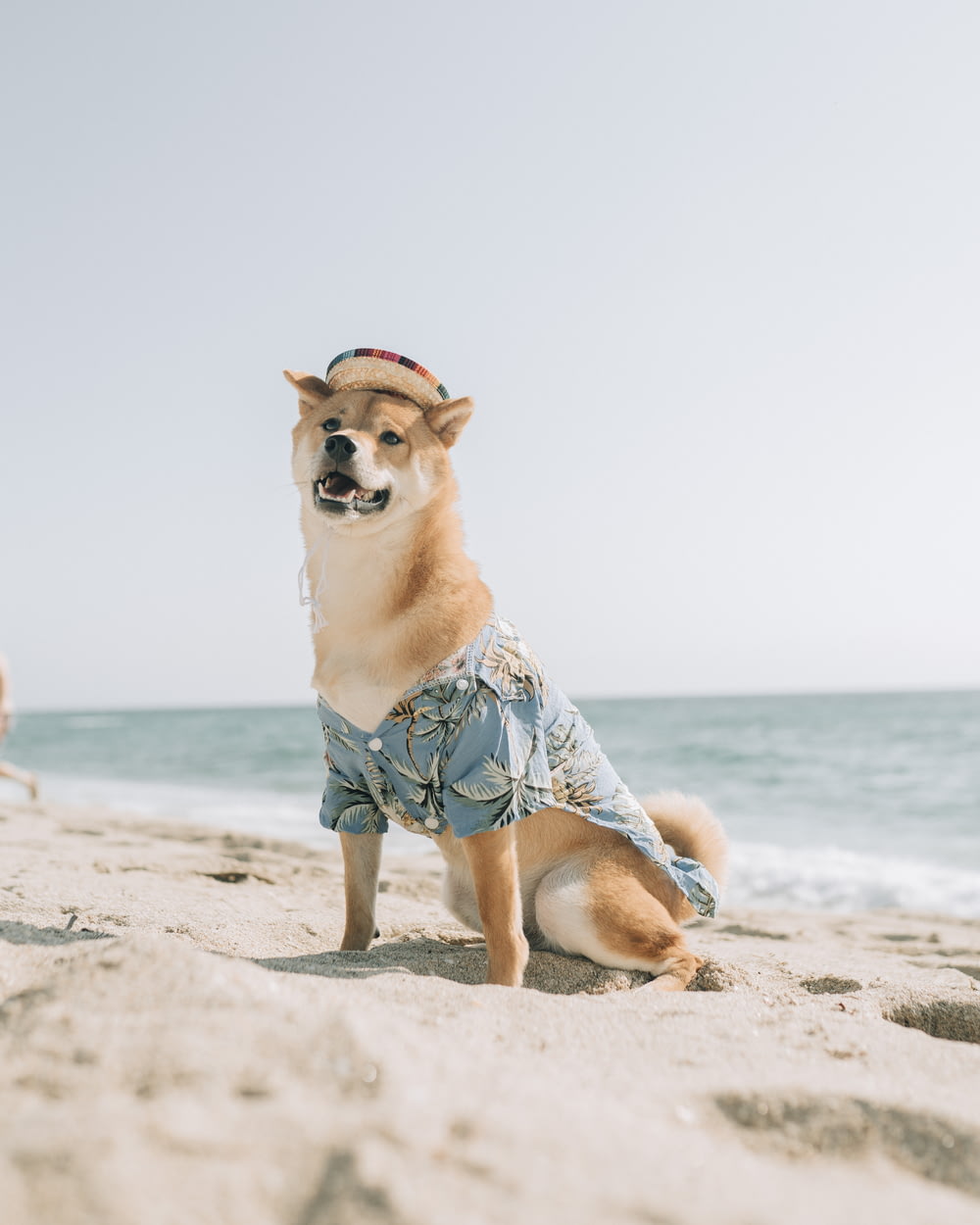cane a pelo corto marrone e bianco sulla spiaggia durante il giorno
