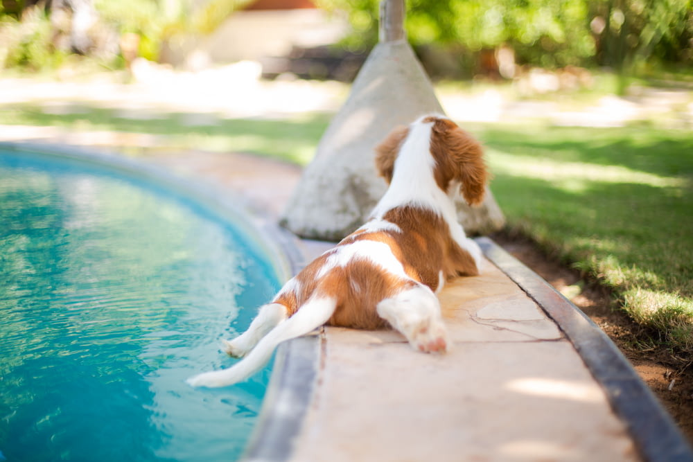 weißer und brauner Hund mit kurzem Fell tagsüber am Pool