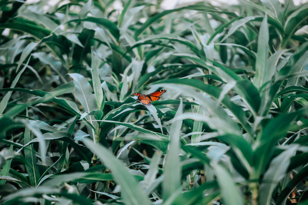papillon rouge et noir sur l’herbe verte pendant la journée