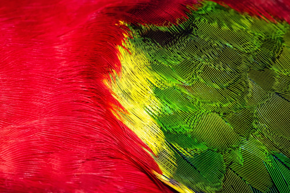red green and yellow bird