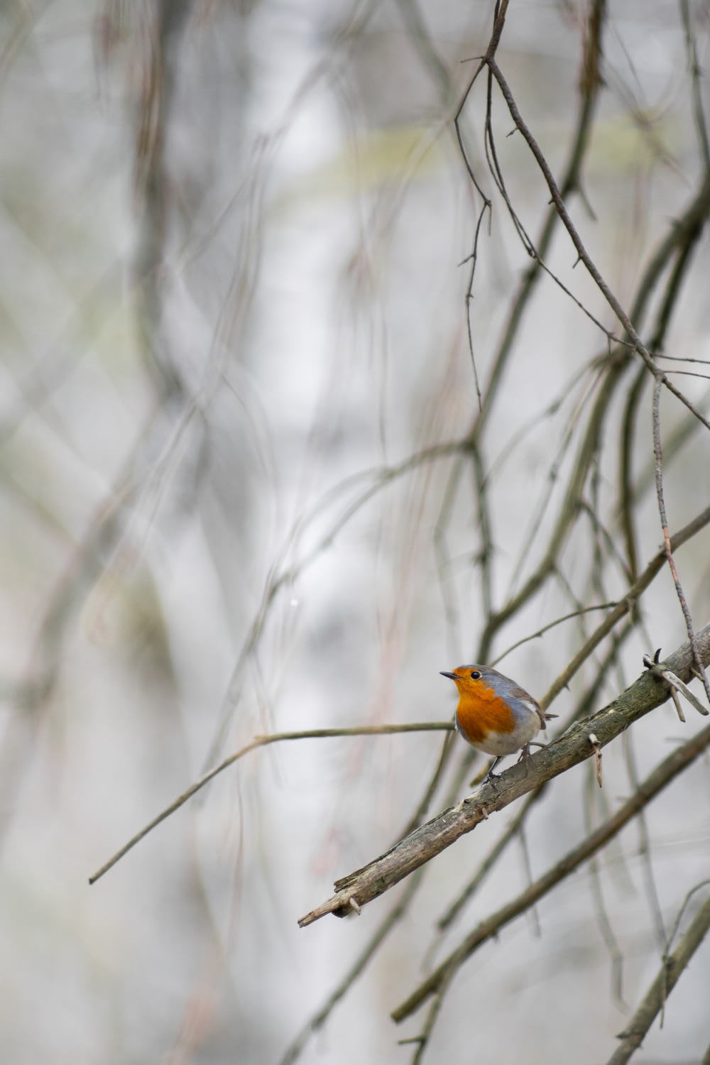orange and black bird on brown tree branch during daytime